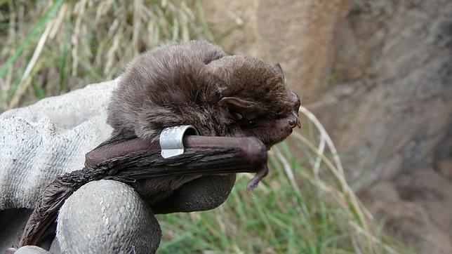 Descubren en Aragón murciélagos que se han convertido en pescadores