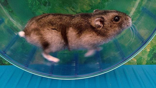 ¿Por qué los ratones corren en una rueda?