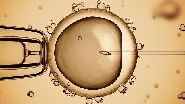 Los embriones masculinos se dividen más rápidamente que los femeninos