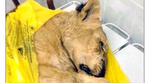 Crea el caos en un tren ruso al transportar una cría de león con la documentación de un «gato doméstico»
