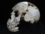 Atapuerca esclarece el origen de los neandertales