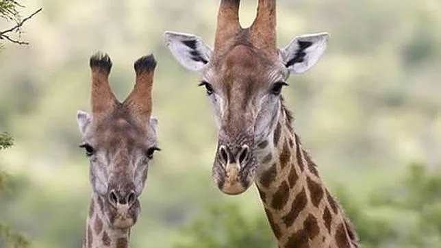 Sólo quedan 80.000 jirafas en todo el mundo