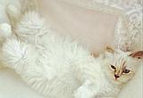 Choupette, la «musa felina» de Karl Lagerfeld