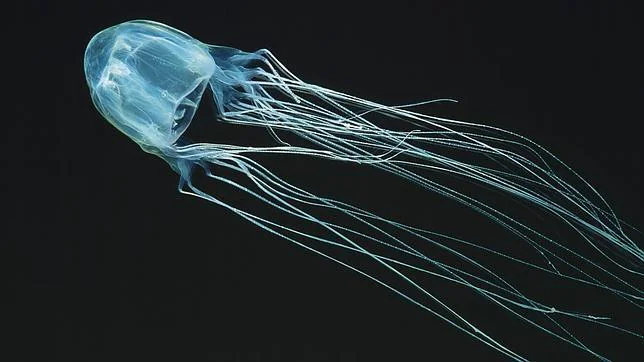Temor en las playas de Australia: descubren una nueva especie de medusa mortal
