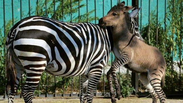 Nace un ceburro, cruce de cebra y burro, en un zoo de Crimea 