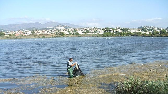 Imagen de uno de los operarios recogiendo un pez muerto en las Salinas de Calpe