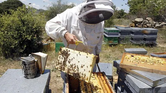 La avispa asiática ha atacado más de 20.000 colmenas de abejas en Galicia