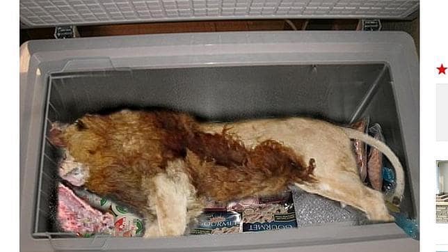 Encuentran un león muerto en el congelador de un restaurante de Gran Bretaña