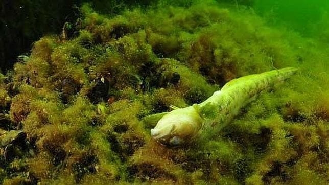 El «inexplicable» problema de los peces muertos y enfermos del mar Báltico