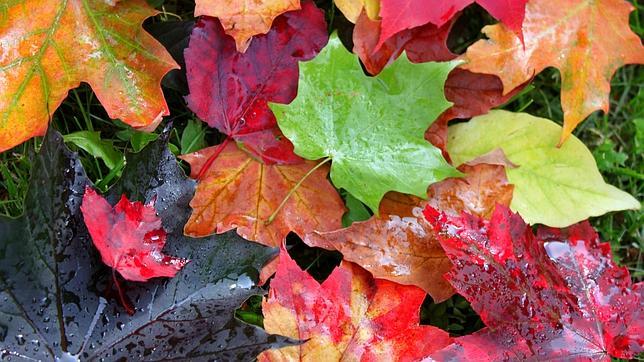 Resultado de imagen de hojas de otoño