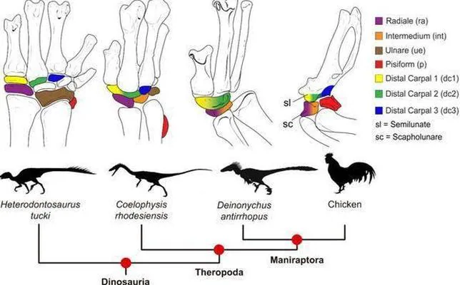 ¿Cómo se convirtieron los brazos de los dinosaurios en alas de pájaros?