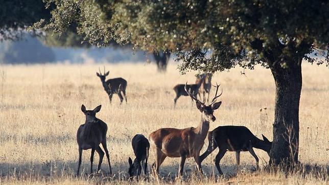 Acabar con la caza en los Parques Nacionales costaría 300 millones