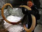 La investigadora Tori Herridge con los restos del mamut