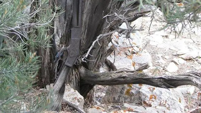 El rifle Winchester que lleva más de un siglo apoyado contra un árbol de Nevada 