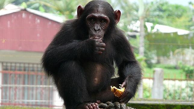 La subespecie de chimpancé más amenazada, podría desaparecer en Camerún