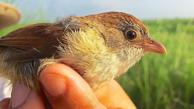 Hallan un pájaro que se creía extinto desde hace más de 70 años