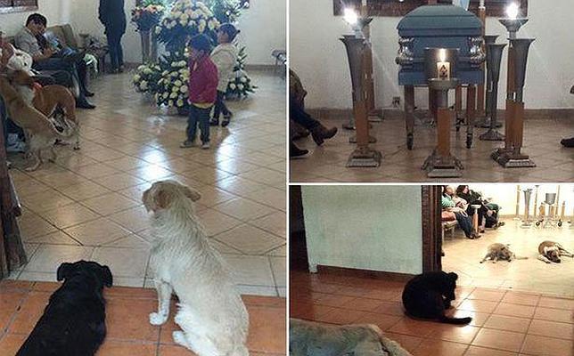 Los perros callejeros que se presentaron en el funeral de la mujer que les cuidaba