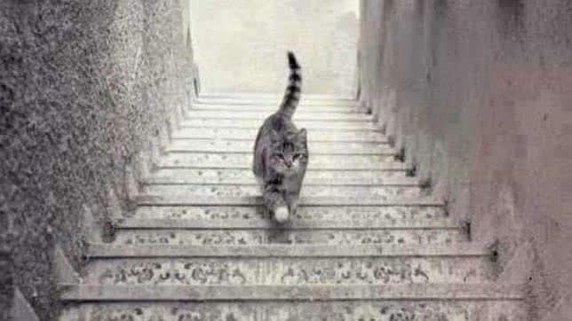 La imagen que divide a Twitter: ¿El gato sube o baja las escaleras?