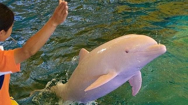 El raro delfín que se vuelve rosa cuando está triste o enfadado