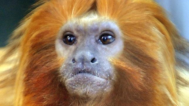 Roban 17 monos en peligro de extinción en un zoo de Francia