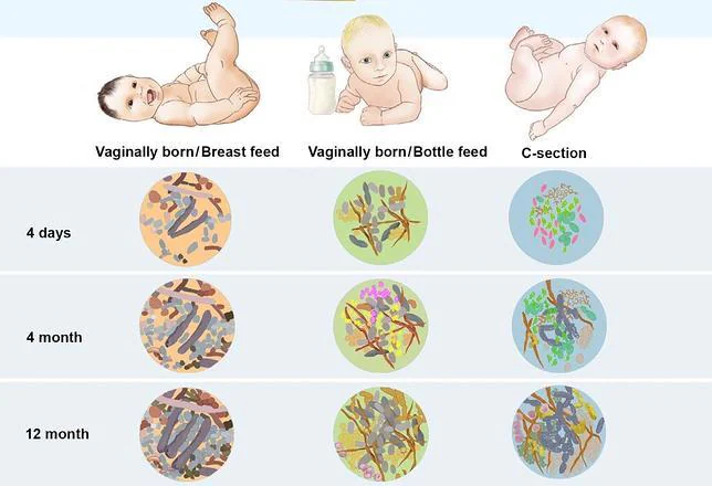 Nuestra flora intestinal depende de cómo nacemos y de lo qué comemos de bebés