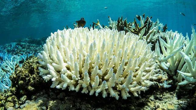 Salvar los arrecifes de coral inyectando dióxido de azufre en la atmósfera