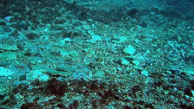 La Gran Barrera de Coral australiana está «fuera de peligro», según la Unesco