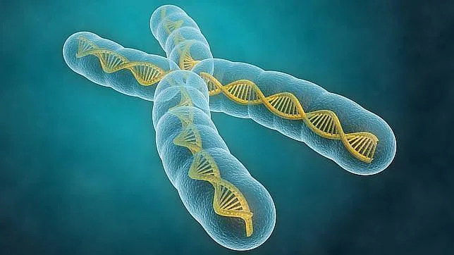 El ADN borra su Â«disco duroÂ» en cada generaciÃ³n