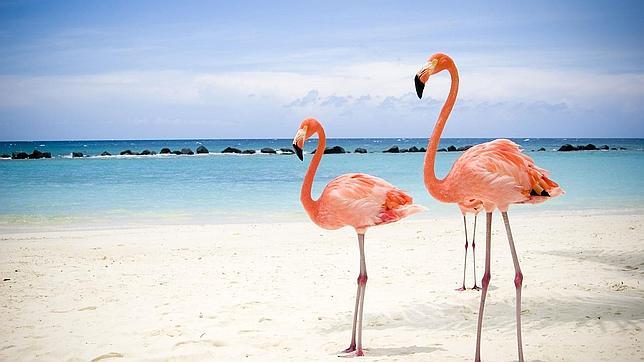 flamingos--644x362.jpg