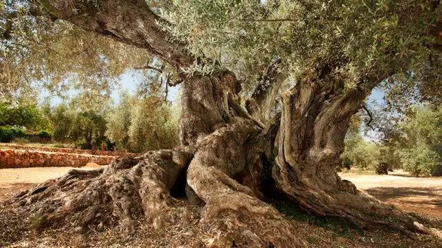 El olivo conocido como la Farga de Arion