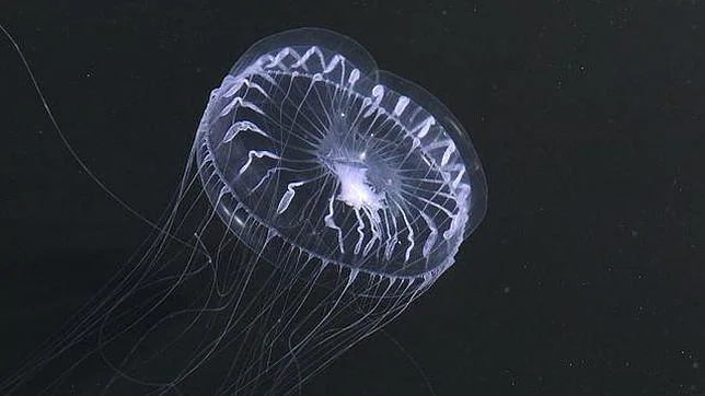 Detectan por primera vez medusas inmortales japonesas en el Mediterráneo