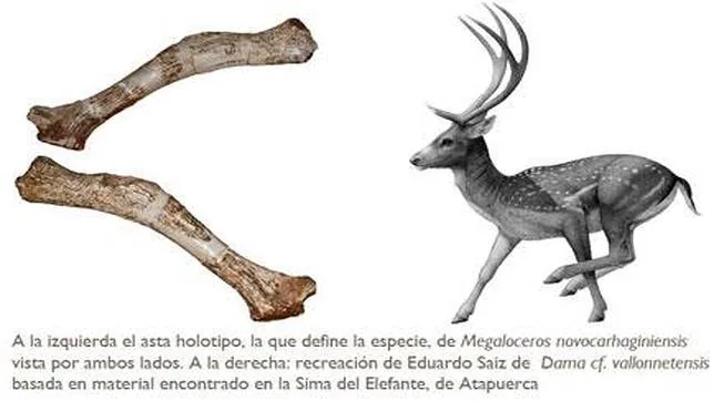 El ciervo gigante que vivió hace 780.000 años