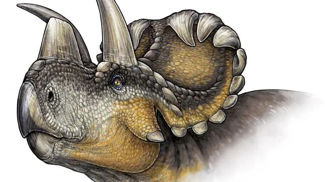 Descubren una nueva especie de dinosaurio: el «Wendiceratops pinhornensis»