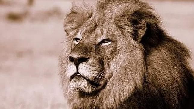 Un cazador español tiene la cabeza de «Cecil», el león más imponente 