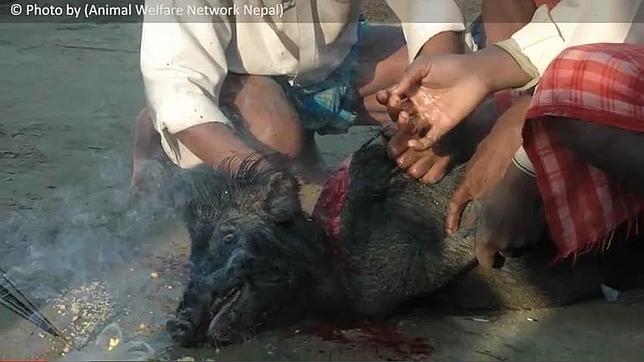 Prohíben el Festival Gadhimai, el mayor sacrificio religioso de animales del mundo