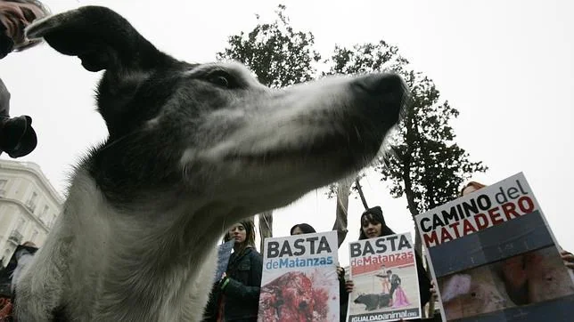 Portugal prohíbe tener mascota durante cinco años a quien maltrate a un animal
