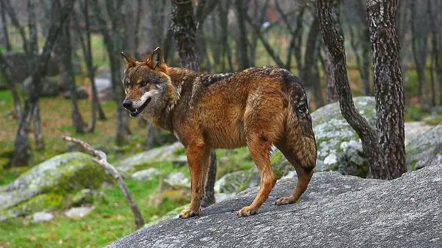 La Junta de Andalucía pone en marcha el II Plan de Recuperación del Lobo Ibérico 