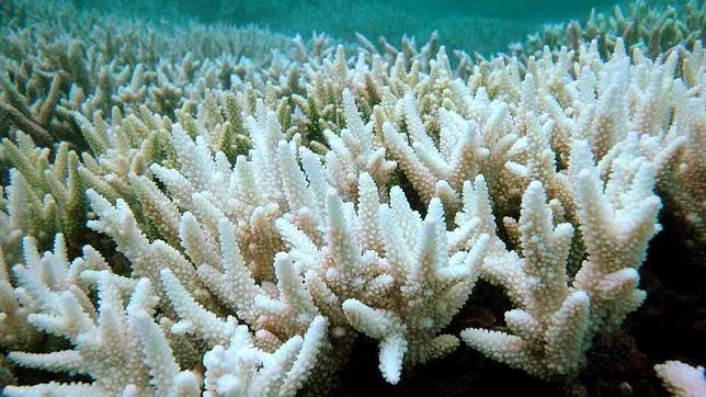 El cambio climático empuja a los arrecifes de coral a su desaparición en 2050