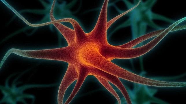 Las «misteriosas neuronas masculinas» que les hacen pensar más en el sexo