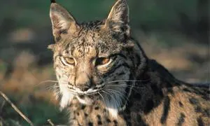 http://www.abc.es/Media/especiales/canal-natural/lince--300x180.jpg