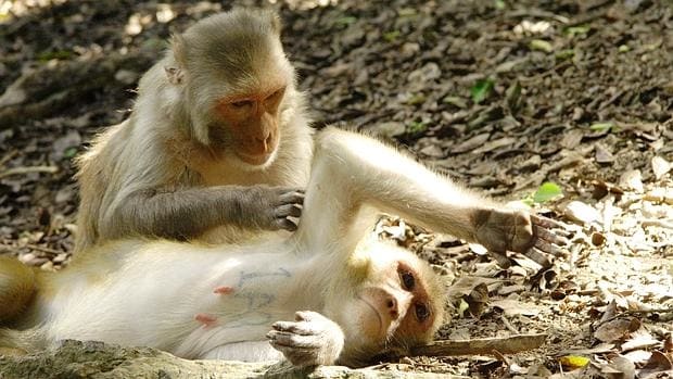 Los investigadores estudiaron el comportamiento de monos para conocer la función de la amígdala