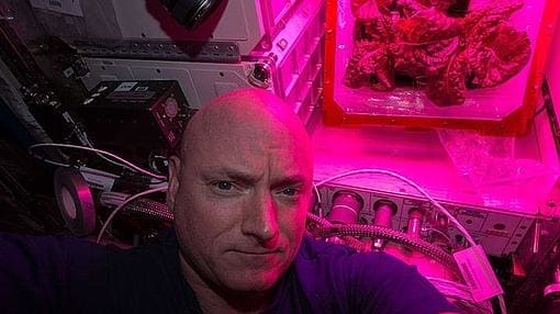 El astronauta Kelly, con la segunda cosecha de lechuga en agosto de 2015