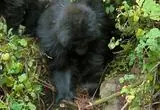 Dos gorilas son sorprendidos desmantelando trampas en el suelo