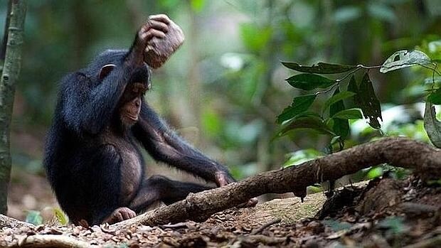 Un chimpancé usa una herramienta, en una imagen de archivo