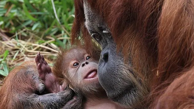 Rochale, una orangután de Sumatra de 41 años, sostiene a su cría en el Safari Ramat Gan, cerca de Tel Aviv (Israel)
