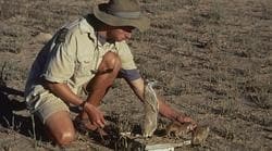Un investigador pesa a los suricatos