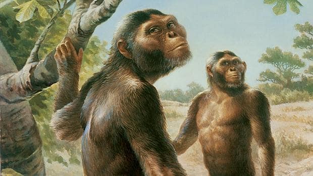 La especie Australopithecus afarensis compartía espacio con otros protohumanos
