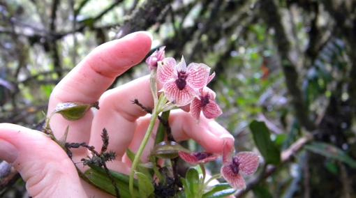 Esta es la nueva especie de orquídea Telipogon diabolicus