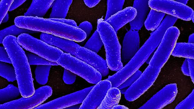 Fotografía de E. coli, una de las 500 especies que pueden vivir en el intestino humano