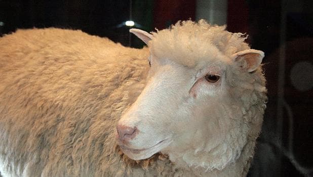 Oveja Dolly, disecada y expuesta en el Museo Nacional de Escocia. Nació en 1996 y se convirtió en uno de los clones más famosos